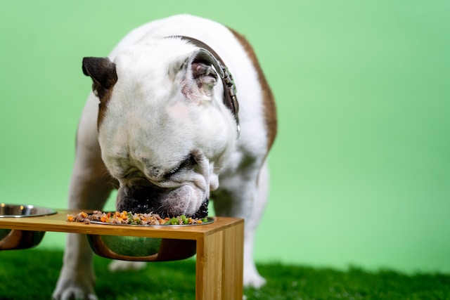 Delicious Meals For You And Your Four-Legged Companions