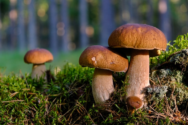 Exploring The Realm Of Shrooms Varieties