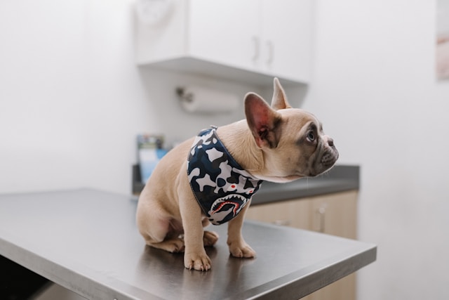 Does Your Dog Need To Be Confined At The Vet? Here’s How To Prepare